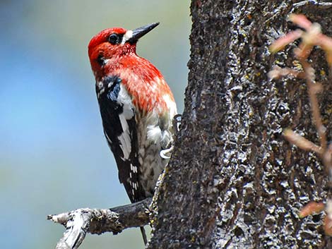 Red-breasted Sapsucker (Sphyrapicus ruber)