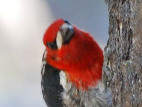 Red-breasted Sapsucker (Sphyrapicus ruber)