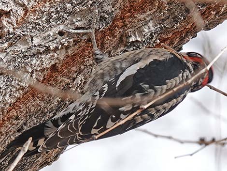 Red-naped Sapsucker (Sphyrapicus nuchalis)