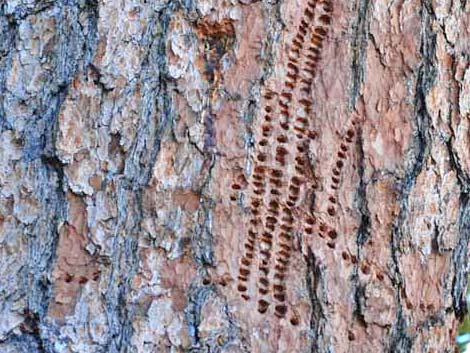 Williamson's Sapsucker (Sphyrapicus thyroideus)