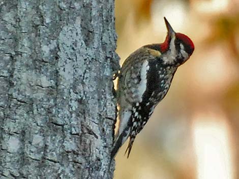 Yellow-bellied Sapsucker (Sphyrapicus varius)