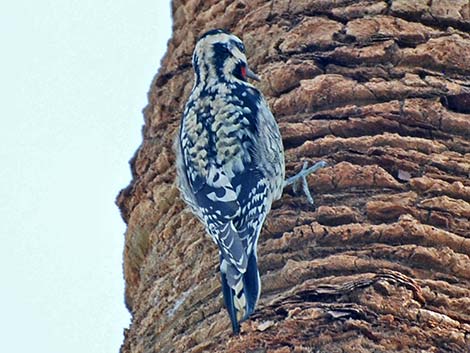 Yellow-bellied Sapsucker (Sphyrapicus varius)