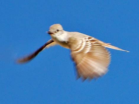 Ash-throated Flycatcher (Myiarchus cinerascens)