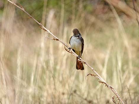 Ash-throated Flycatcher (Myiarchus cinerascens)