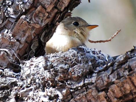 Buff-breasted Flycatcher (Empidonax fulvifrons)