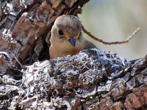 Buff-breasted Flycatcher (Empidonax fulvifrons)