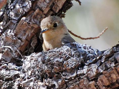 Buff-breasted Flycatcher (Empidonax fulvifrons)