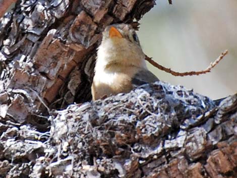 Buff-breasted Flycatcher (Empidonax fulvifrons)