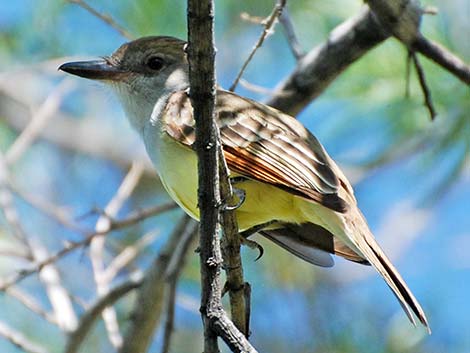 Brown-crested Flycatcher (Myiarchus tyrannulus)