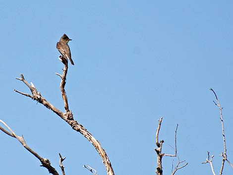 Black Phoebe (Sayornis nigricans)