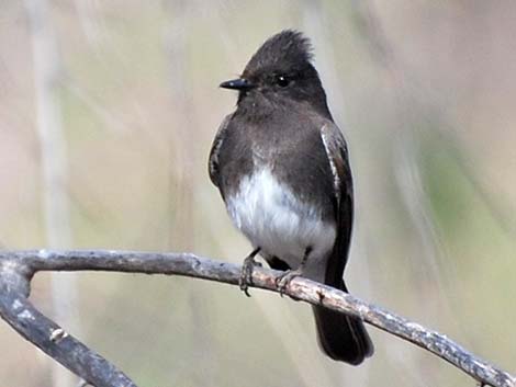 Black Phoebe (Sayornis nigricans)