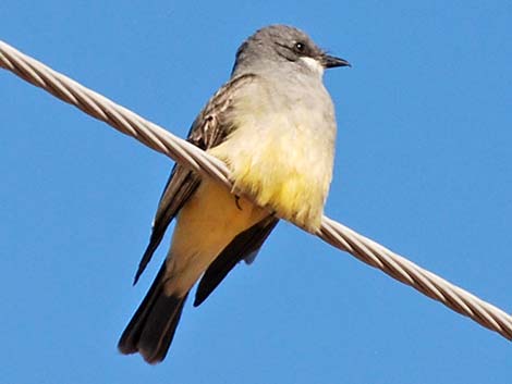 Cassin's Kingbird (Tyrannus vociferans)