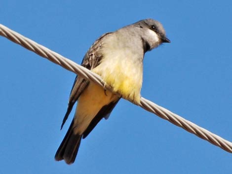 Cassin's Kingbird (Tyrannus vociferans)