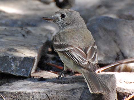 Hammond's Flycatcher (Empidonax hammondii)