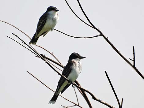 Eastern Kingbird (Tyrannus tyrannus)