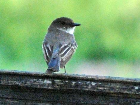 Eastern Phoebe (Sayornis phoebe)