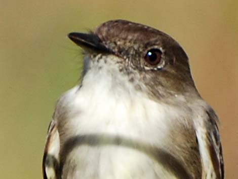 Eastern Phoebe (Sayornis phoebe)