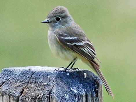 Empidonax Flycatcher