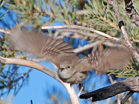 Gray Flycatcher (Empidonax wrightii)