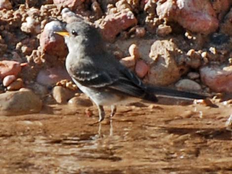 Gray Flycatcher (Empidonax wrightii)