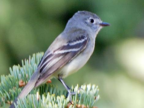 Hammond's Flycatcher (Empidonax hammondii)