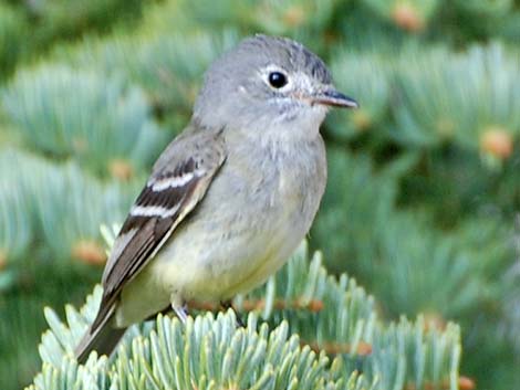 Hammond's Flycatcher (Empidonax hammondii)