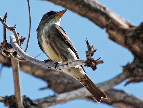 Olive-sided Flycatcher (Contopus cooperi)