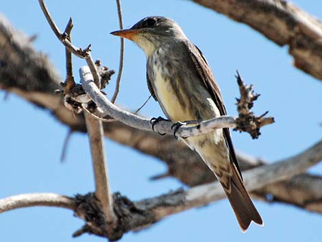 Olive-sided Flycatcher (Contopus cooperi)