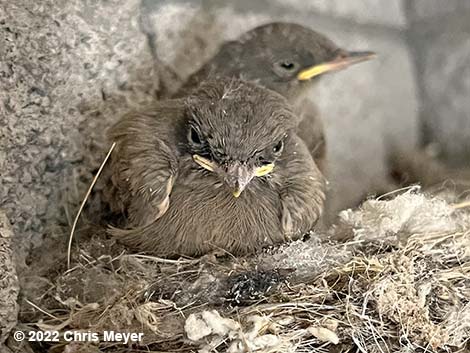 Say's Phoebe (Sayornis saya)