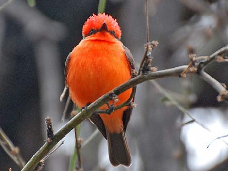 Vermilion Flycatcher (Pyrocephalus rubinus)