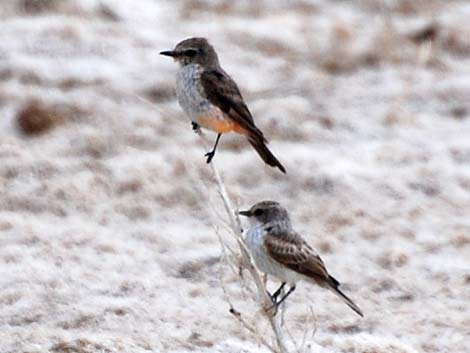 Vermilion Flycatcher (Pyrocephalus rubinus)