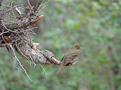 Western Flycatchers (Empidonax difficilis)