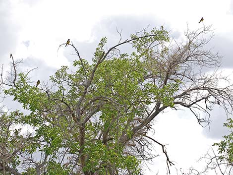 Western Kingbird (Tyrannus verticalis)