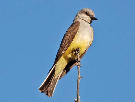 western kingbird