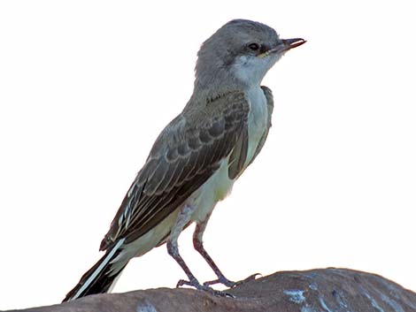 Western Kingbird (Tyrannus verticalis)