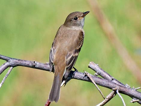 Willow Flycatcher (Empidonax traillii)