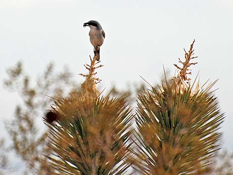 Loggerhead Shrike (Lanius ludovicianus)