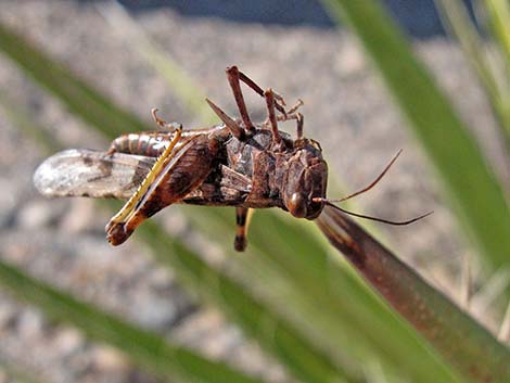 Grasshoppers, crickets, and katydid (Class Insecta, Order Orthoptera)