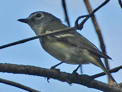 Blue-headed Vireo (Vireo solitarius)