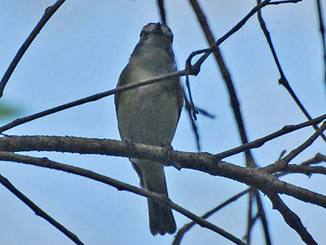 Blue-headed Vireo (Vireo solitarius)