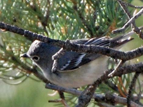 Gray Vireo (Vireo vicinior)