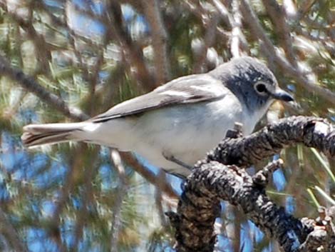 Plumbeous Vireo (Vireo plumbeus)