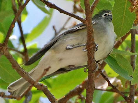 Plumbeous Vireo (Vireo plumbeus)