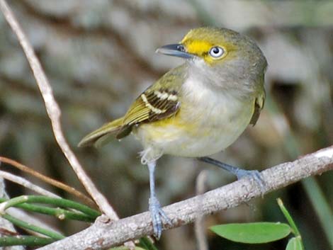 White-eyed Vireo (Vireo griseus)