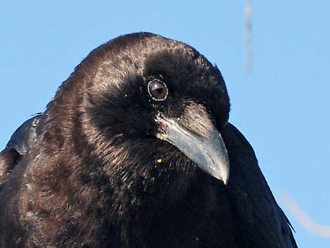 American Crow (Corvus brachyrhynchos)