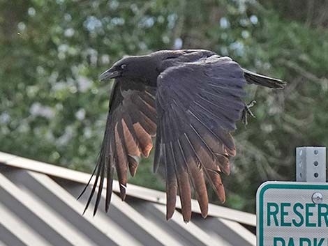 American Crow (Corvus brachyrhynchos)