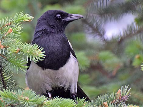 Black-billed Magpie (Pica hudsonia)