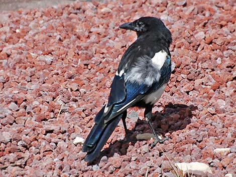 Black-billed Magpie (Pica hudsonia)