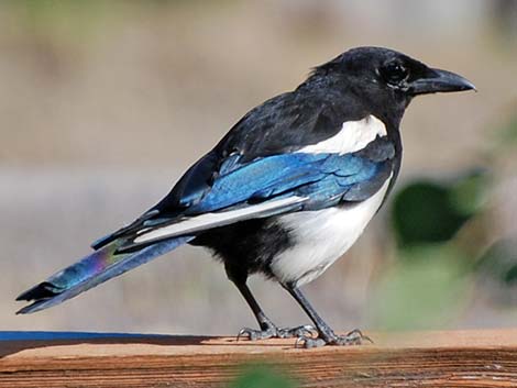 Black-billed Magpie (Pica hudsonia)