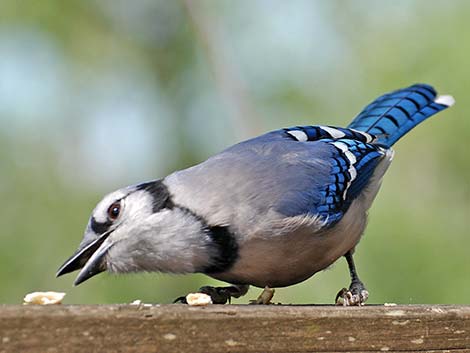 Blue Jay (Cyanocitta cristata)